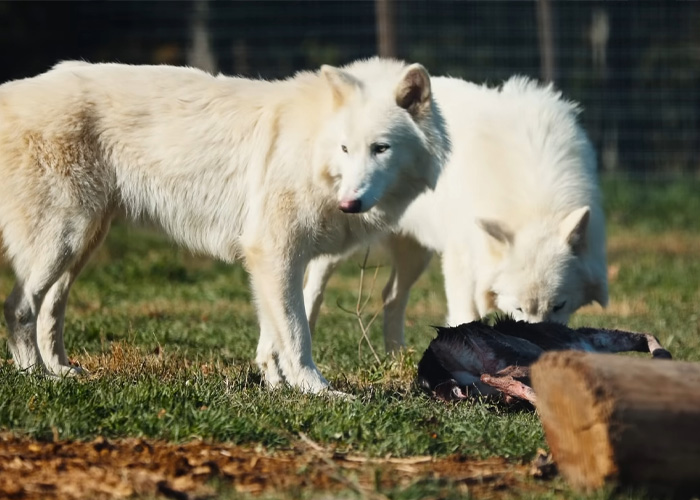 White wolves in enclosure related to extinct animal cloning efforts