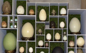 People Collect The Most Unexpected Things, And These 66 Collections Are Really Cool