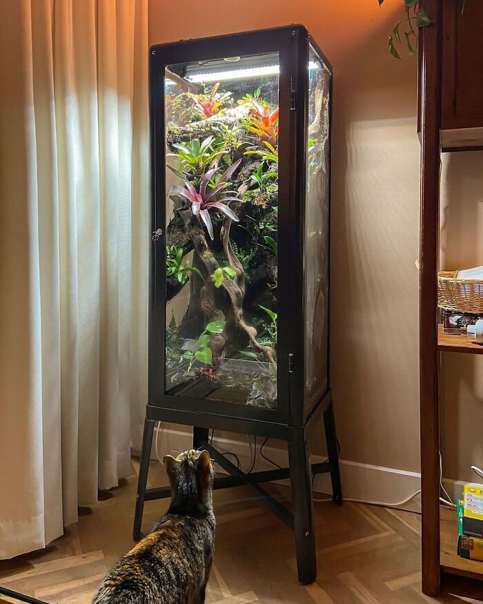 Modern terrarium with bright plants by a cat in stylish interior design