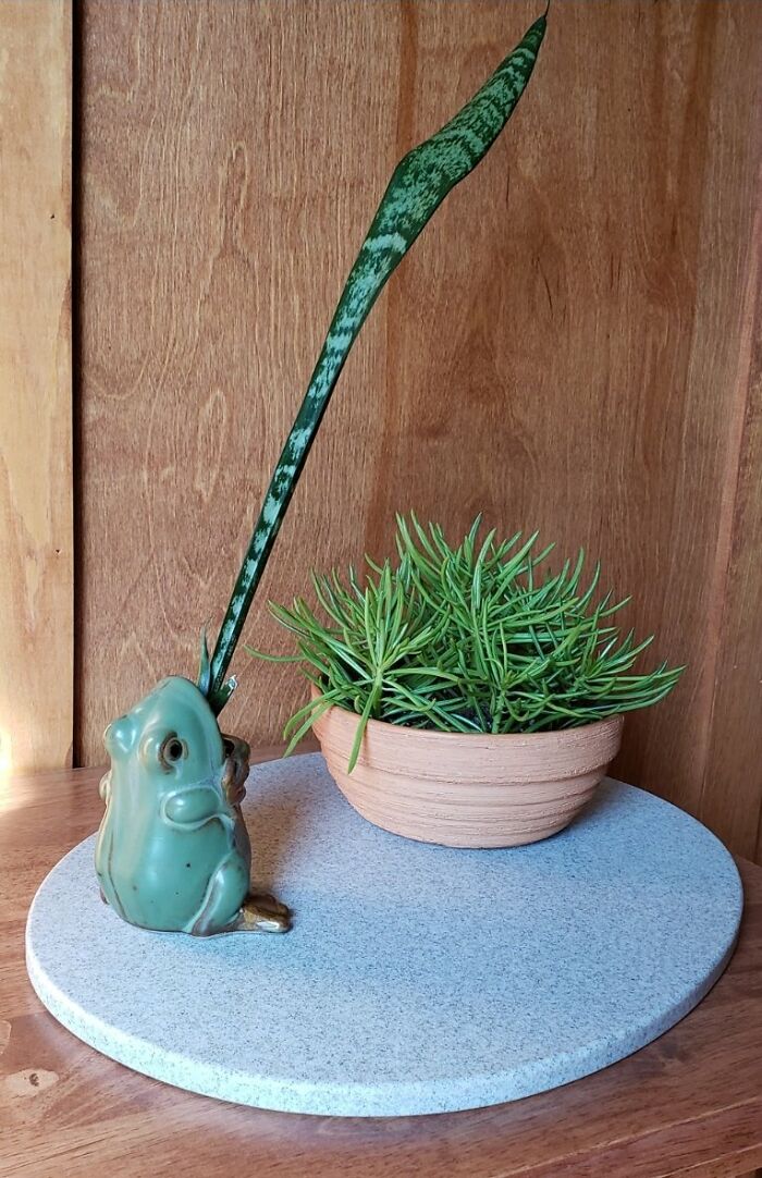 Cool interior design idea with creative plant display and ceramic frog decor