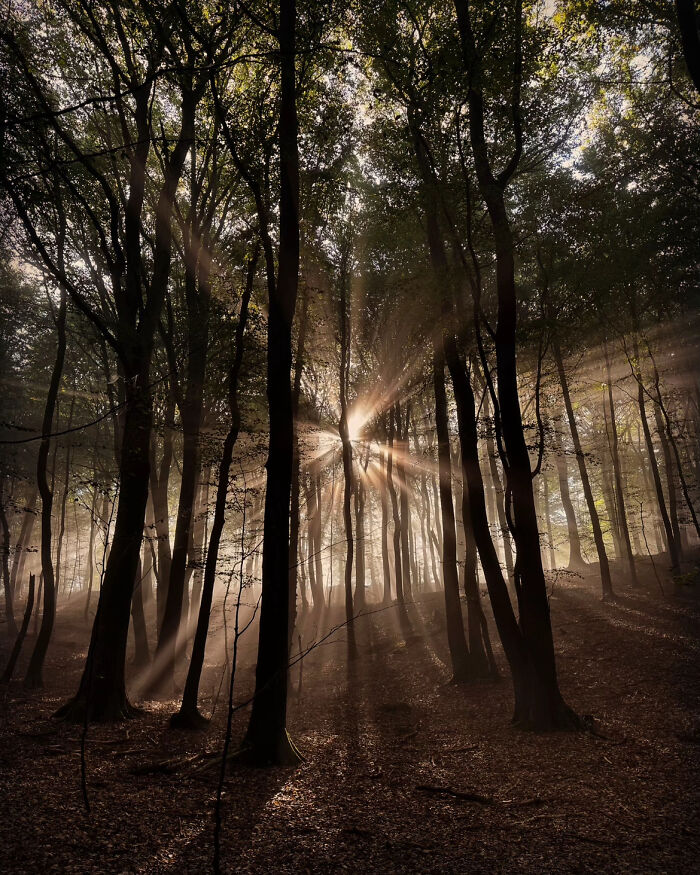 Sunlight streaming through trees in an aesthetic forest scene