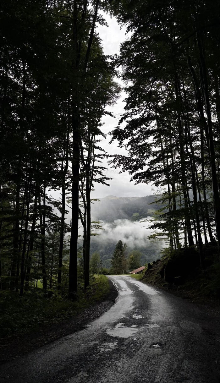 Aesthetic winding forest road with tall trees and misty mountains in background