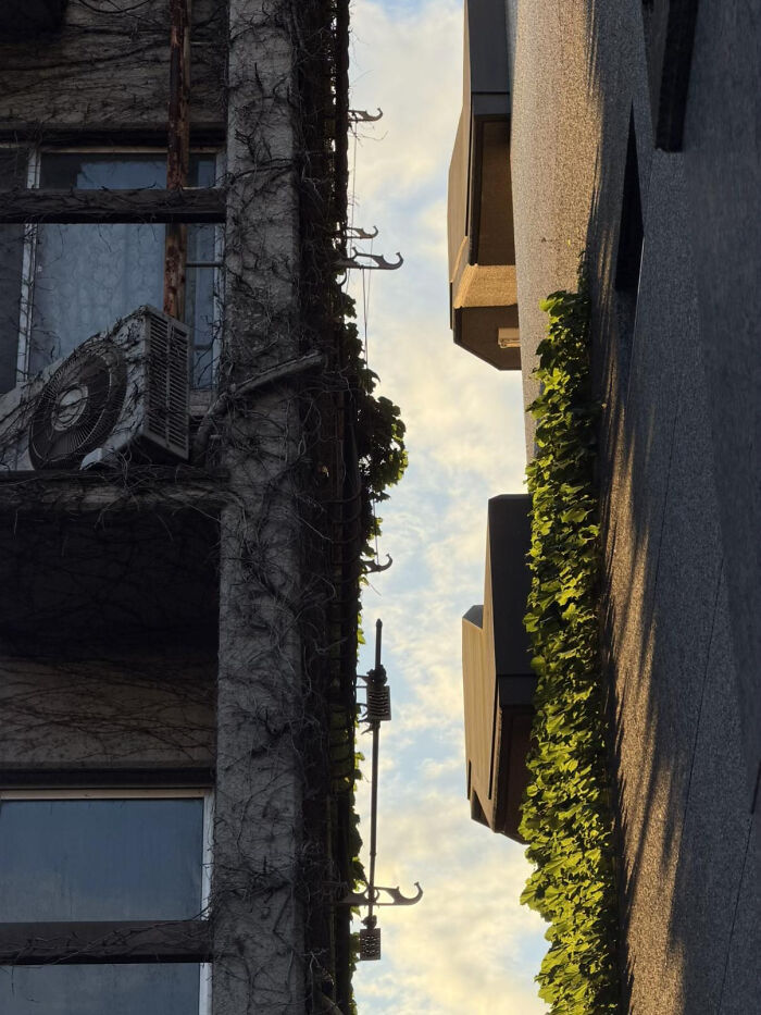 Aesthetic view looking up between two buildings covered with vines at sunset