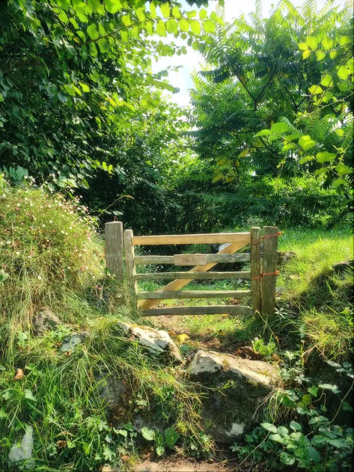 Aesthetic wooden gate surrounded by vibrant green foliage and sunlight