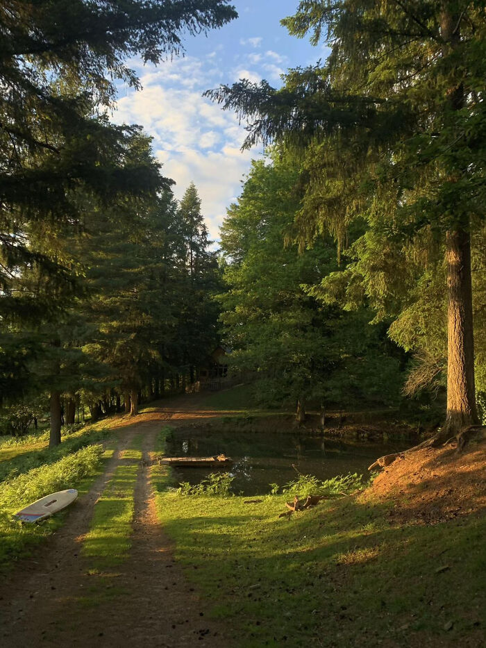 Scenic forest landscape with pathway, pond, and serene greenery in golden hour