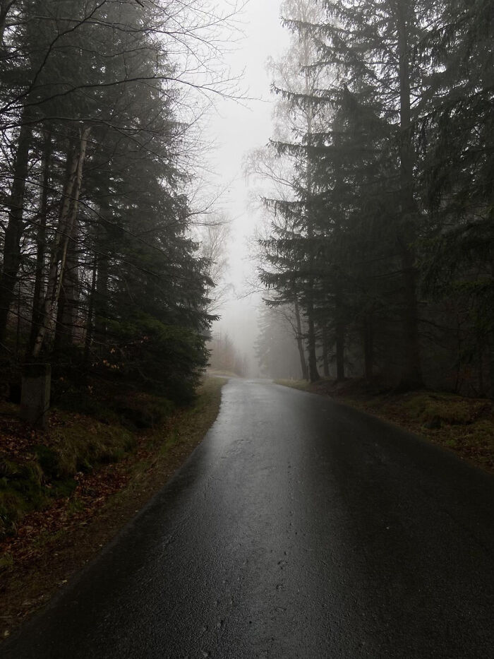 Misty forest road surrounded by tall trees in atmospheric aesthetic photo