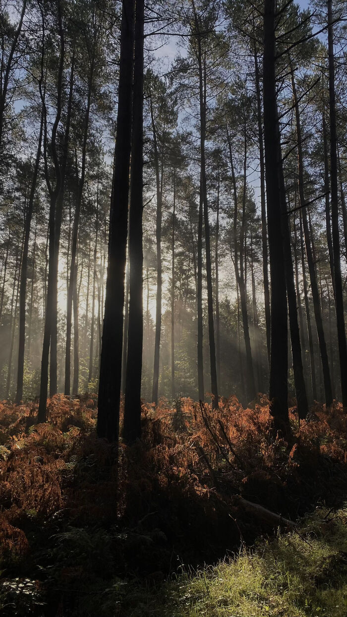 Sunlight streaming through tall trees in aesthetic forest landscape