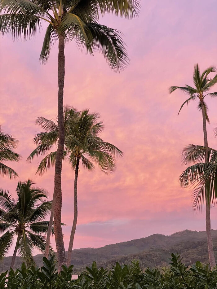 Aesthetic tropical sunset with palm trees silhouetted against pink and purple sky