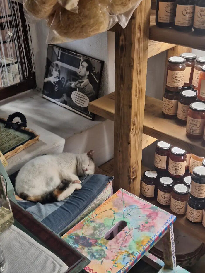 Cozy aesthetic scene with a sleeping cat in a rustic shop surrounded by jars and artwork