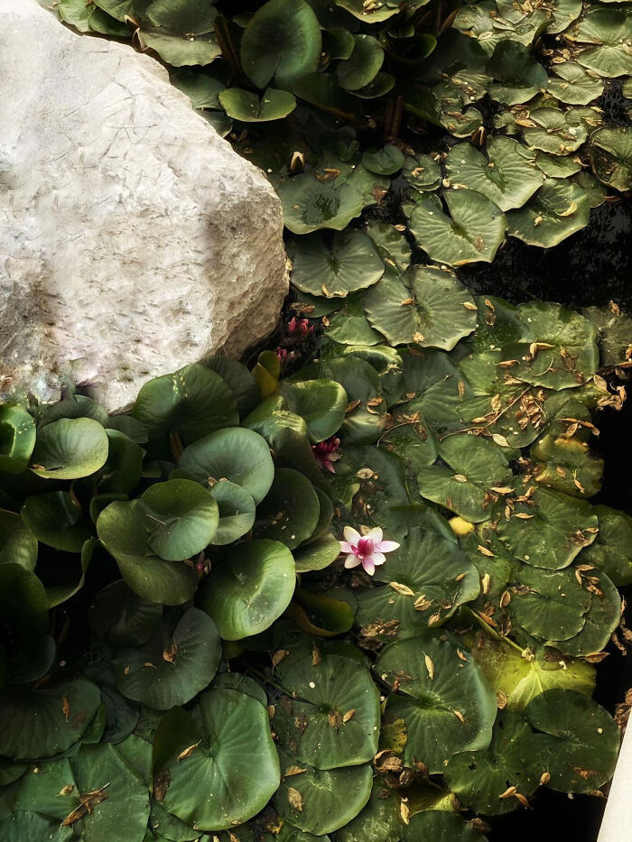 Aesthetic photo of lily pads and a large rock in a pond