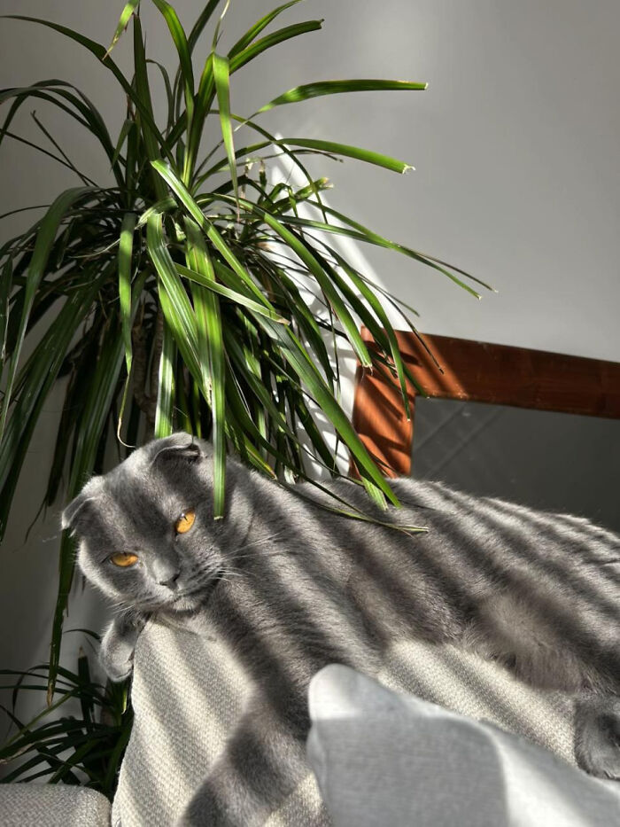 Aesthetic grey cat lounging on sofa with sunlight and shadows from nearby plant