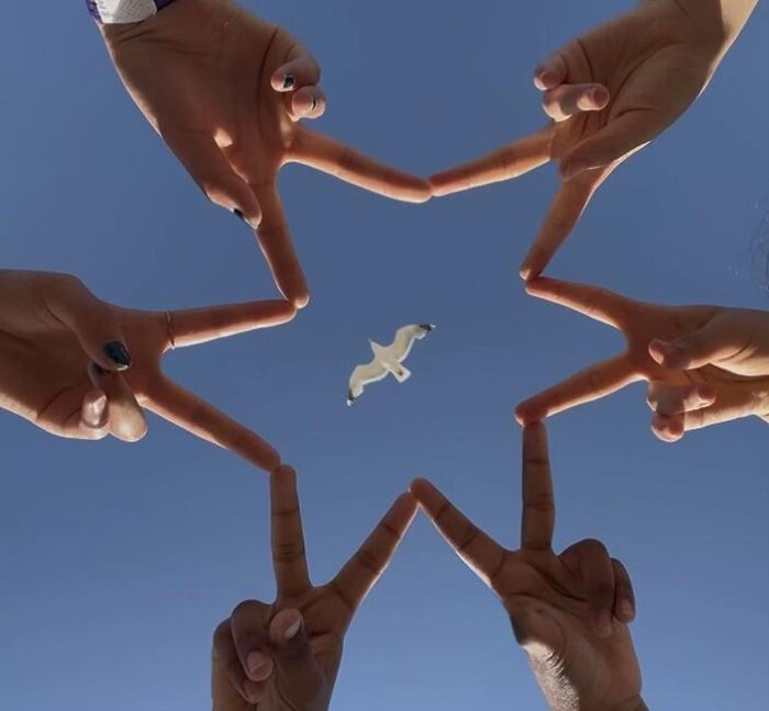 Hands forming a star shape around a seagull flying in clear blue sky