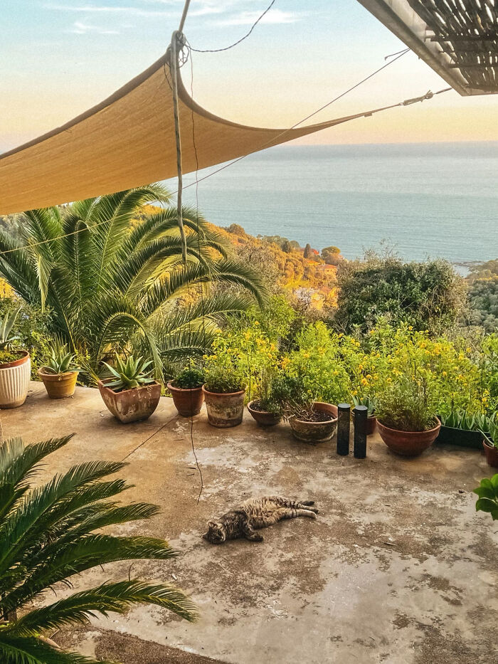 Sunny patio with potted plants and cat overlooking ocean and greenery