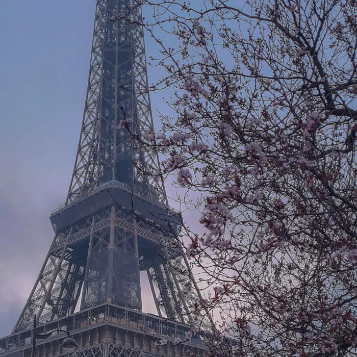 Aesthetic moody view of Eiffel Tower with blossoming tree in the foreground