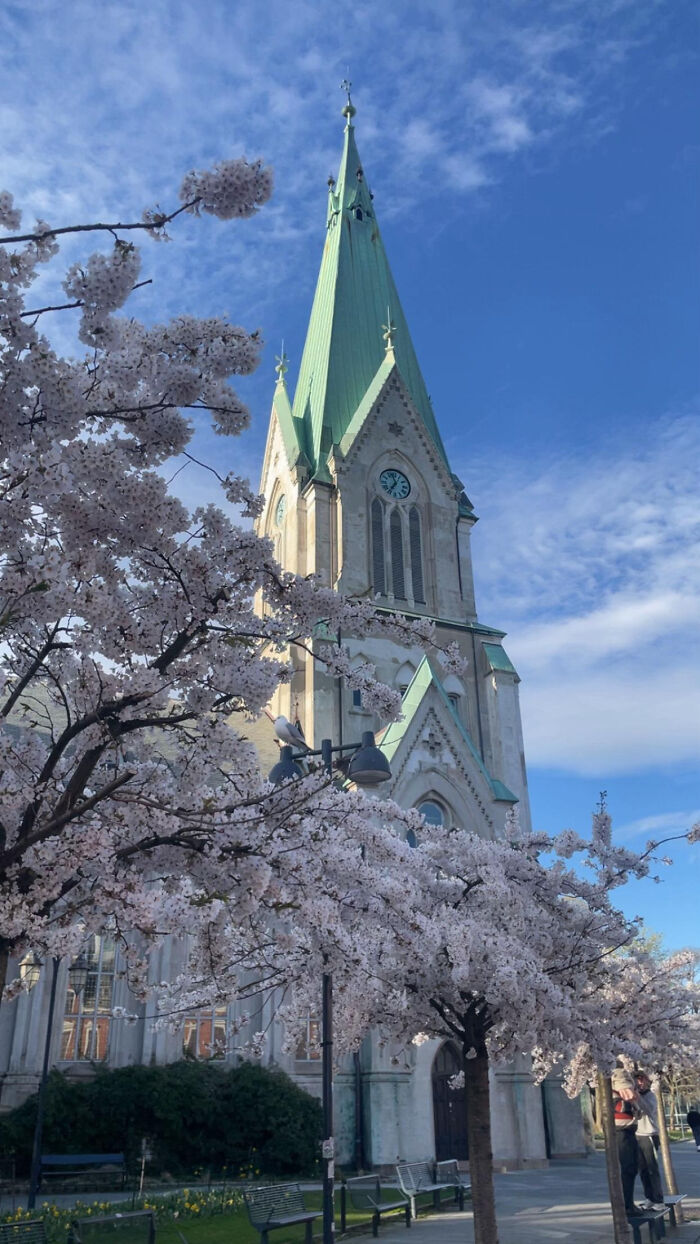 Aesthetic church steeple framed by cherry blossom trees against blue sky
