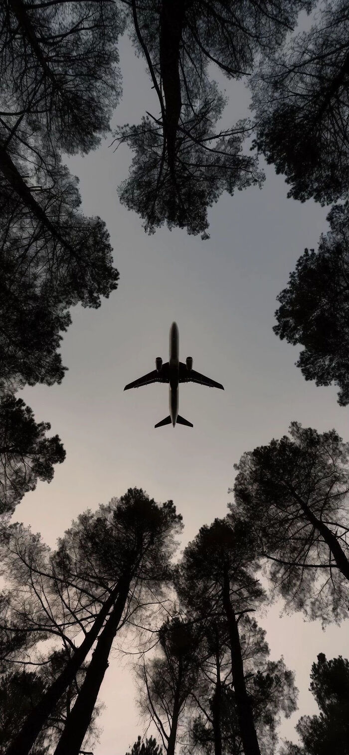 Aesthetic airplane flying overhead framed by tall trees at dusk