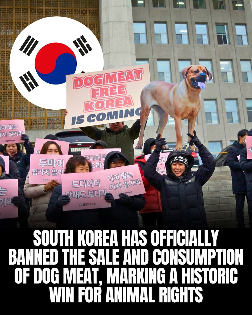 South Korea's dog meat ban: animal rights win, teaching humanity about our planet's ethics.