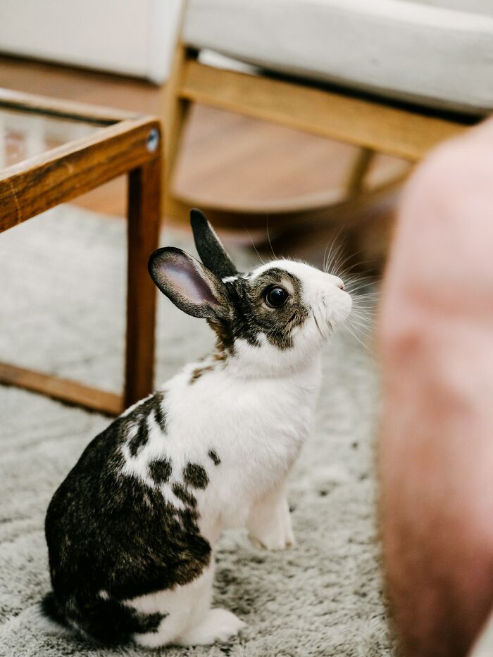 A small, black and white spotted rabbit sitting on a gray rug, looking up, reflecting an unserious ER visit scenario.