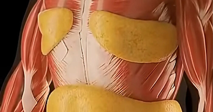 Mind-Blowing Simulation Reveals What 36 Hours Of Fasting Really Does To Your Body