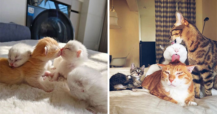 63 Funny And Cute Cat Photos That Might Make You Smile Today (New Pics)