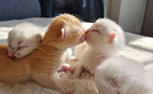 63 Funny And Cute Cat Photos That Might Make You Smile Today (New Pics)