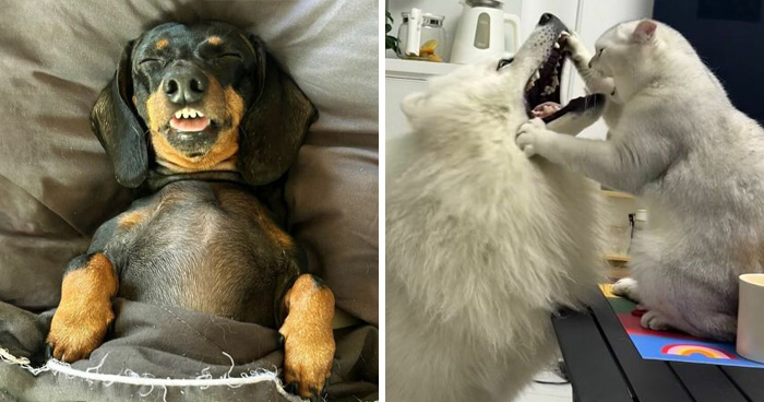 This Facebook Page Shares The Most Ridiculously Funny Dog Photos To Help You De-Stress (30 New Pics)