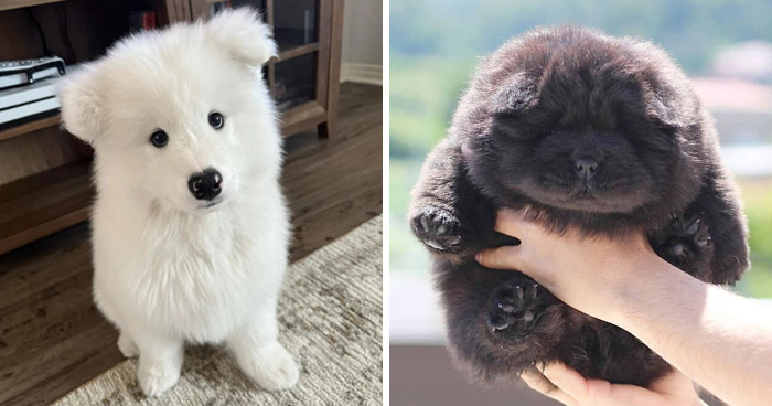 This Instagram Page Is Dedicated To Sharing The Cutest Puppies On The Internet, And Here Are 40 Of Our Favorites