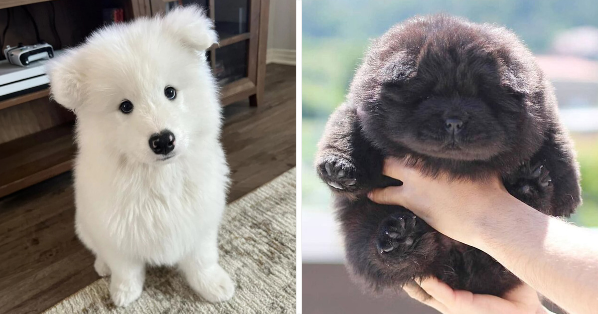 This Instagram Page Is Dedicated To Sharing The Cutest Puppies On The Internet, And Here Are 40 Of Our Favorites