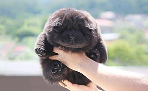 This Instagram Page Is Dedicated To Sharing The Cutest Puppies On The Internet, And Here Are 40 Of Our Favorites
