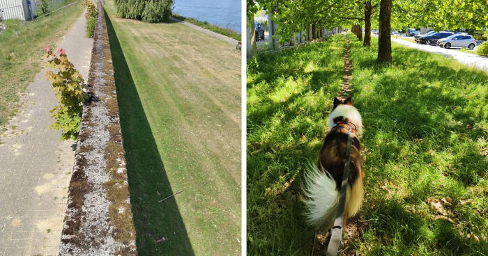 75 “Desire Paths” That Show Human Stubbornness In The Best Way Possible (New Pics)
