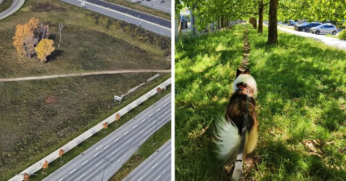 75 “Desire Paths” That Show Human Stubbornness In The Best Way Possible (New Pics)