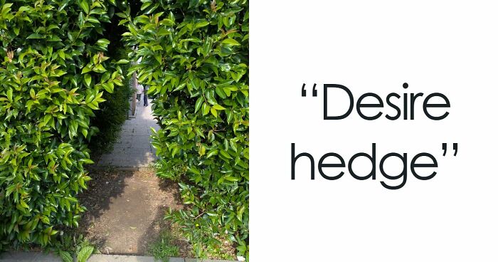 75 “Desire Paths” That Show Human Stubbornness In The Best Way Possible (New Pics)