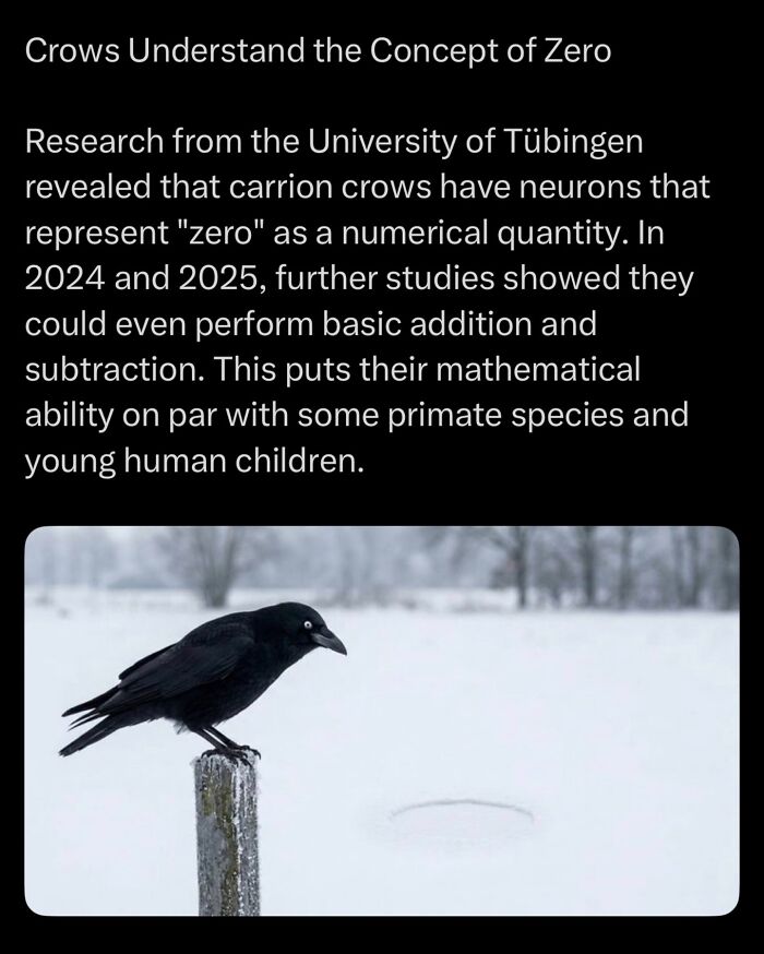 Carrion crow perched on post illustrating understanding of concept of zero
