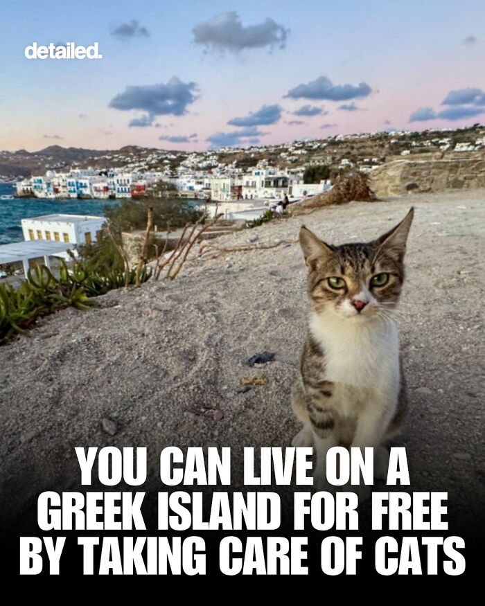 Greek island with cat and village with info about living free by caring for cats