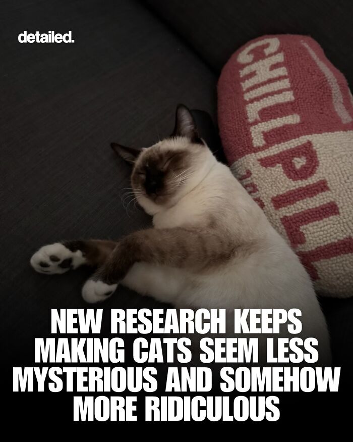New research reveals cats are less mysterious and more ridiculous