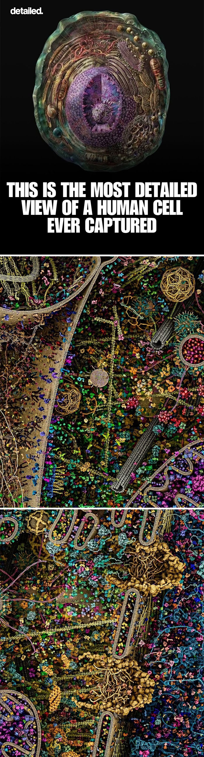Most detailed captured view of a human cell showing intricate internal structures