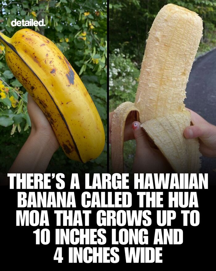 Large Hawaiian banana called Hua Moa reaches up to 10 inches long and 4 inches wide