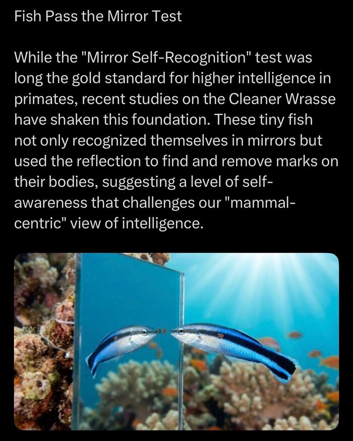 Cleaner Wrasse fish recognizing itself in mirror test underwater