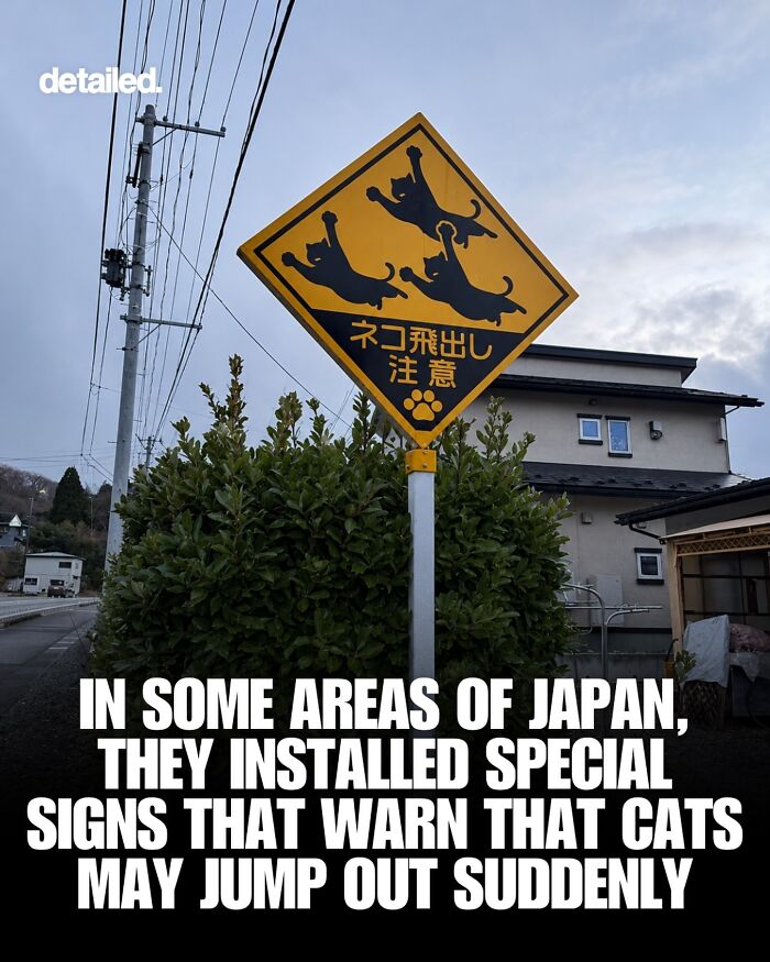 Special cat warning signs installed in some areas of Japan to alert sudden cat jumps
