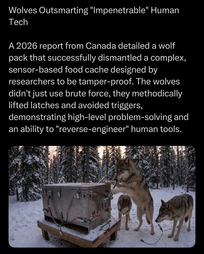 Canadian wolves dismantle sensor-based tamper-proof food cache showing problem-solving