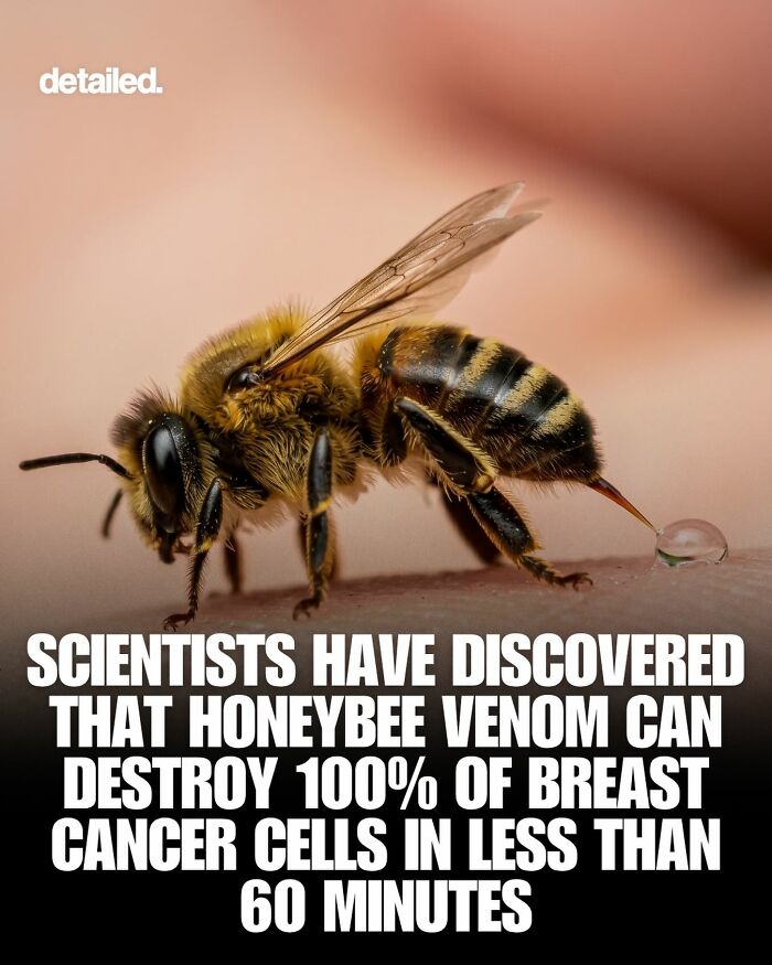 Honeybee close-up showing venom effective against breast cancer cells