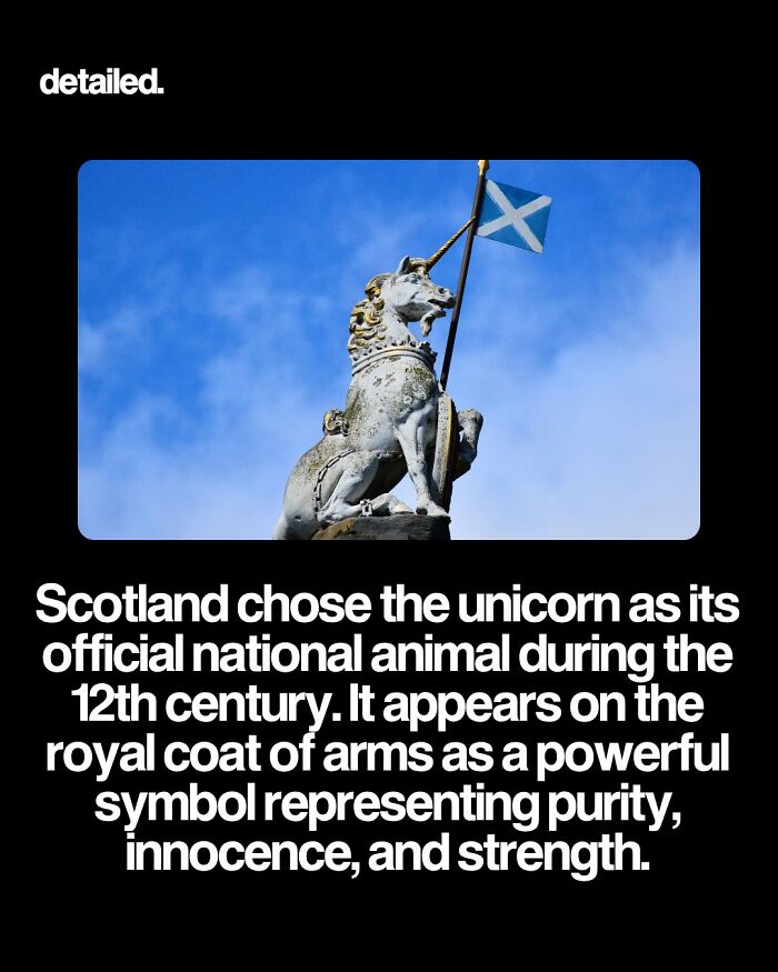 Scotland's national animal is the unicorn symbolizing purity, innocence, and strength.