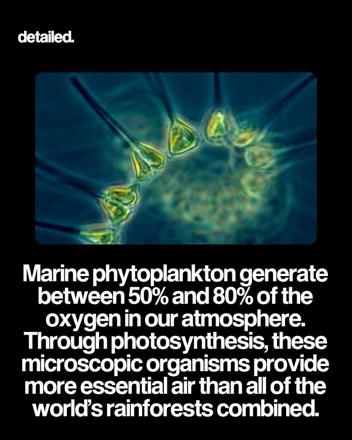 Marine phytoplankton microscopic organisms generating most atmospheric oxygen