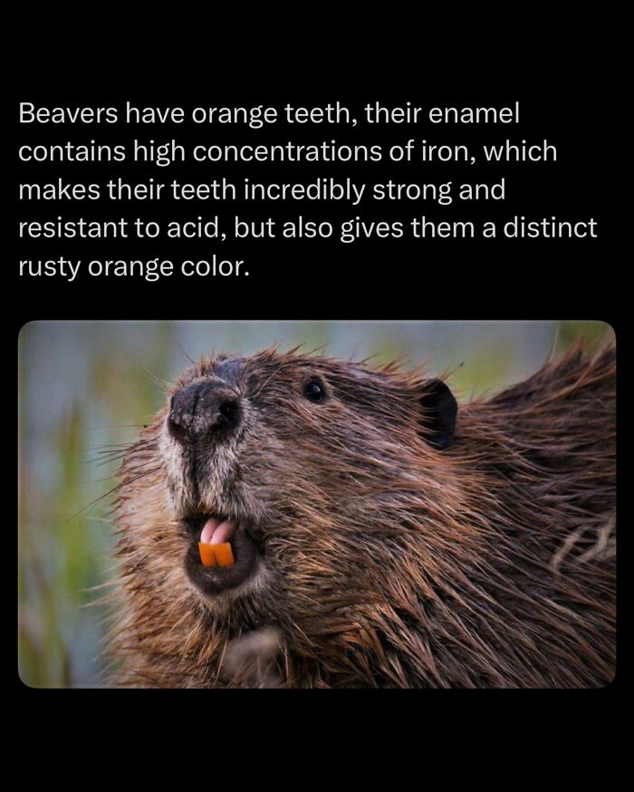 Photo of a beaver displaying its strong, rusty orange teeth caused by iron-rich enamel.