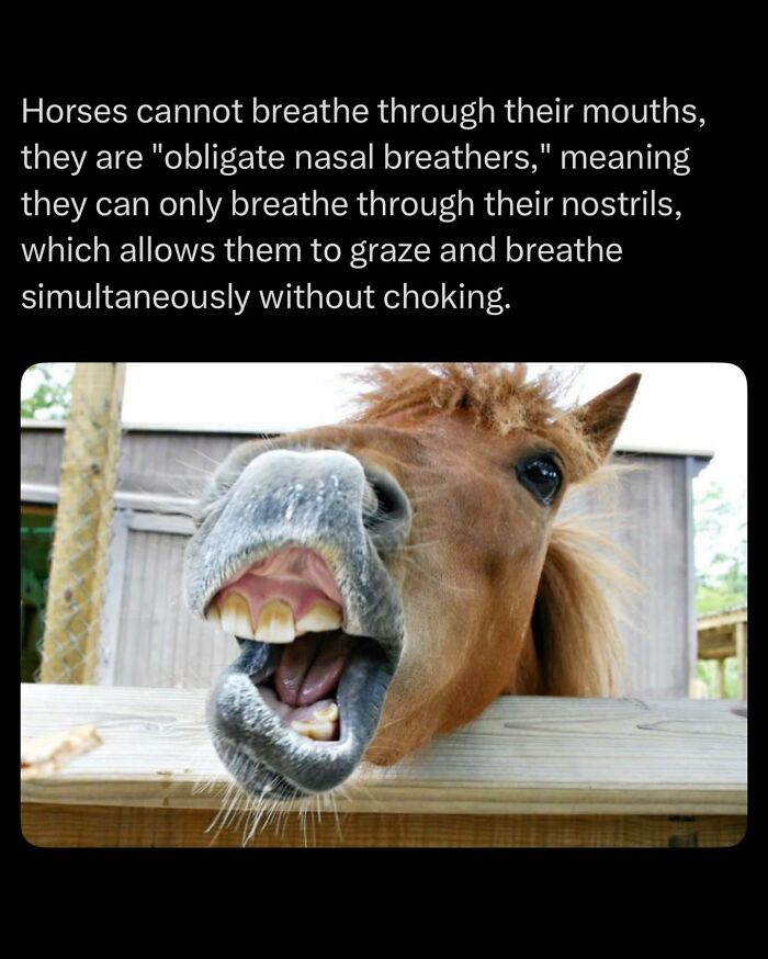 Close-up of a horse showing nostrils and mouth, illustrating that horses are obligate nasal breathers.