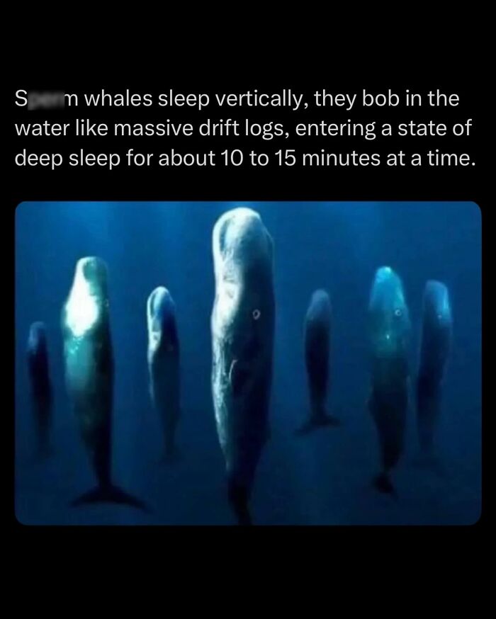 S***m whales sleeping vertically underwater showcasing unique sleep behavior