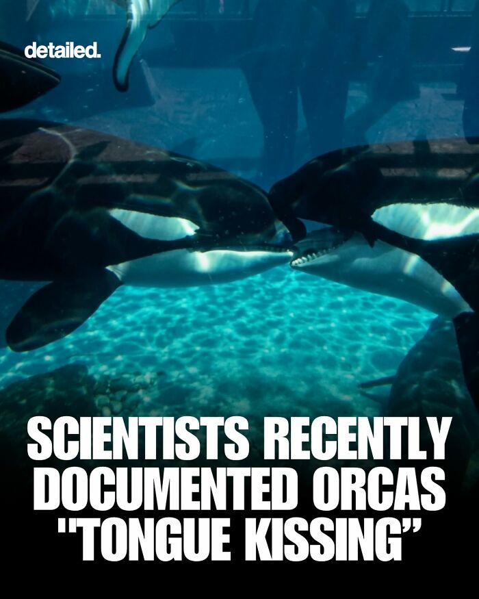 Two orcas touching mouths demonstrating orca tongue kissing behavior