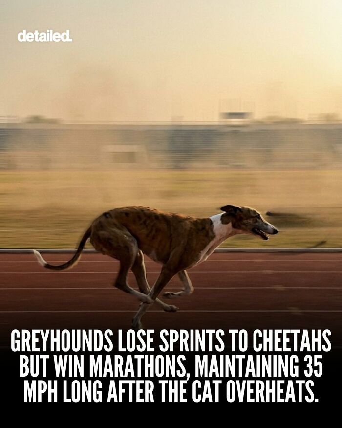Greyhound running on track illustrating greyhounds' marathon speed exceeding cheetahs