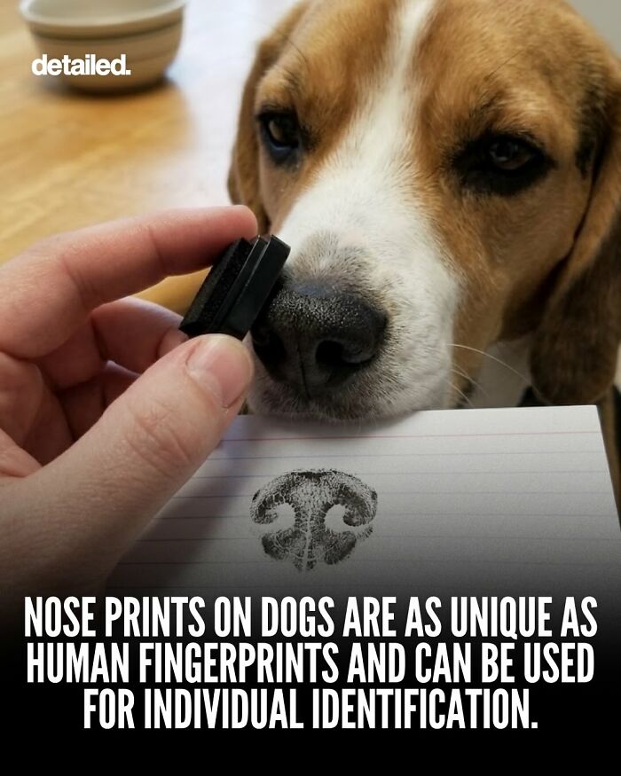 Close-up of dog nose and inked nose print illustrating unique dog identification