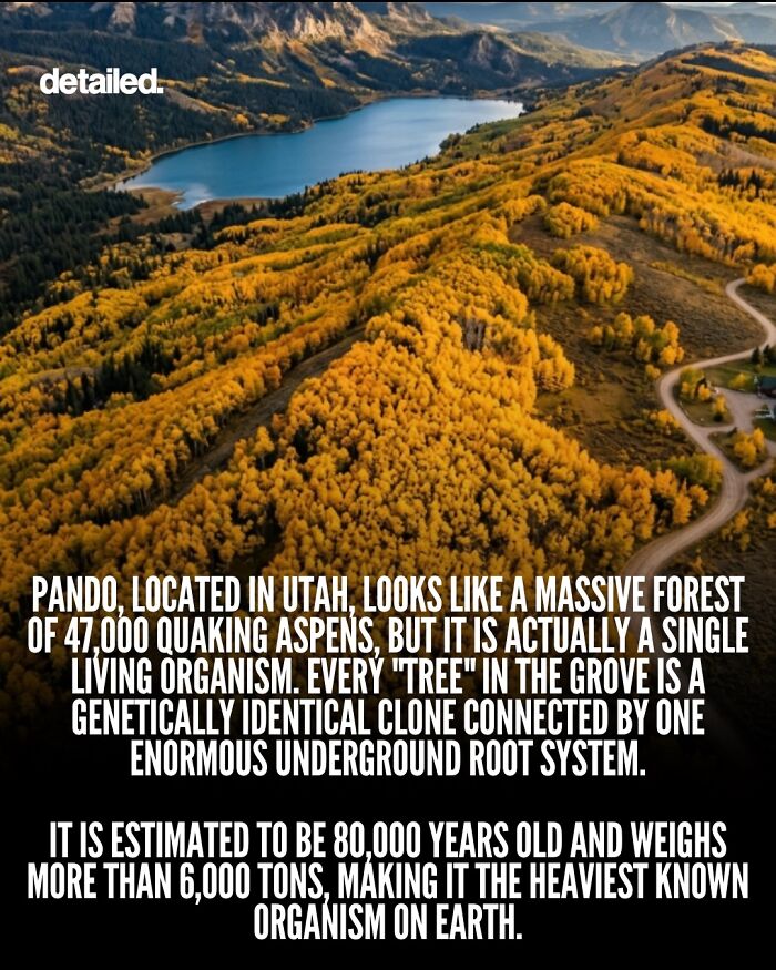 Aerial view of Pando in Utah, a massive forest of genetically identical aspen trees